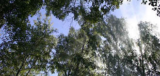 Puisniidu talgud Hobulaiul