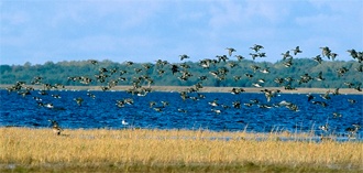Pillirootalgud Kabli rannas